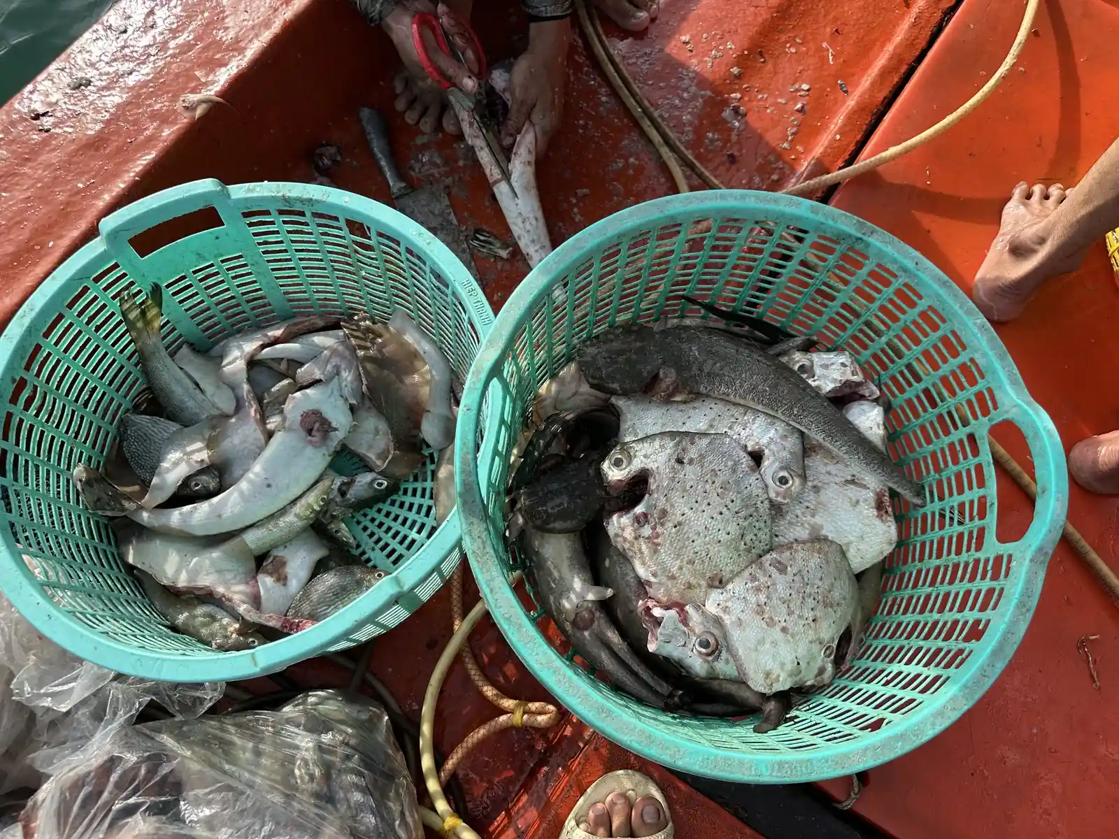 Cá tươi vừa đánh bắt tại Hòn Sơn, phân loại trong rổ trên ghe, chụp 18/06/2026